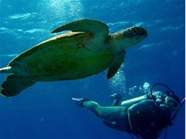 時にはウミガメに遭遇することも♪