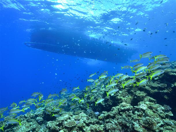 展望室は水深1.4ｍの深さで沈んでいます