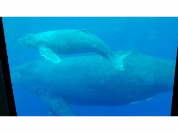 ホエールウォッチング