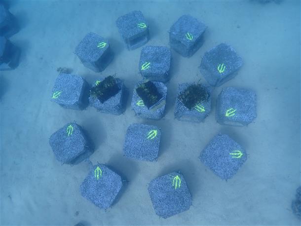 ブルーカーボン育成漁礁