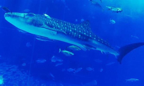 美ら海水族館