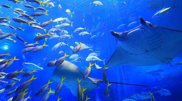美ら海水族館