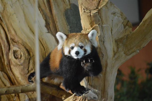 レッサーパンダ