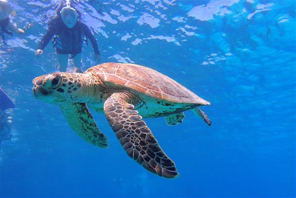 運が良ければ一緒に写真が撮れちゃうかも♪