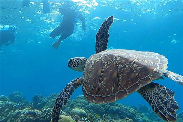 野生のウミガメを探しに行こう！