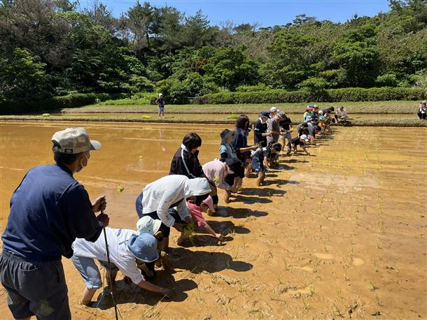 1列に並んで苗を3本ずつ植えます！
