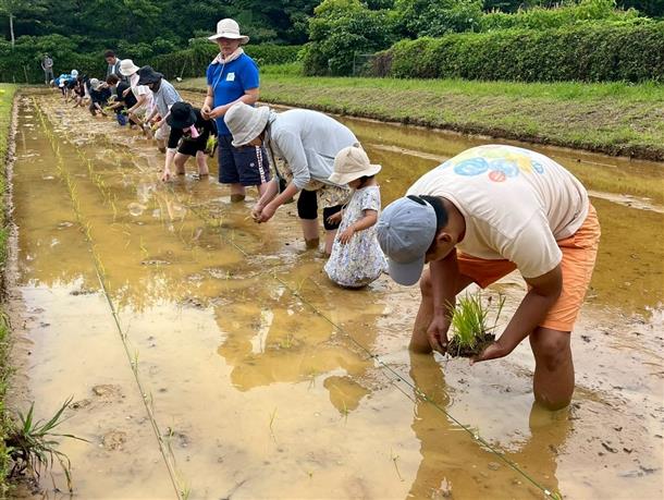 みんな泥だらけで楽しく田植えしてます♪