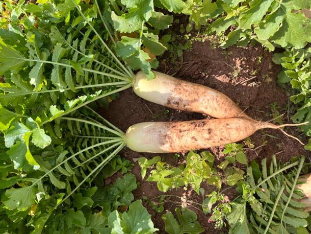 大根収穫作業！