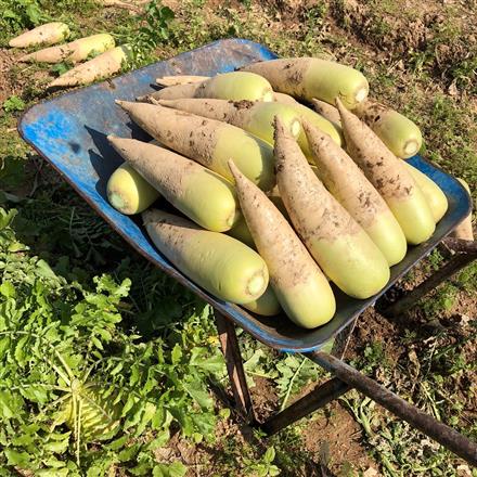 大根をたくさん収穫します！