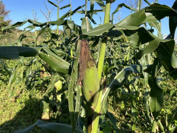 トウモロコシの畑！