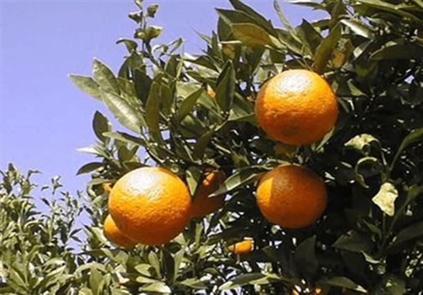 園内はタンカン食べ放題★