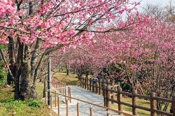 名護さくら祭り＆八重岳桜まつりをはしご♪
