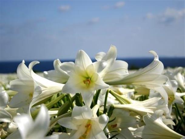 伊江島ゆりまつり