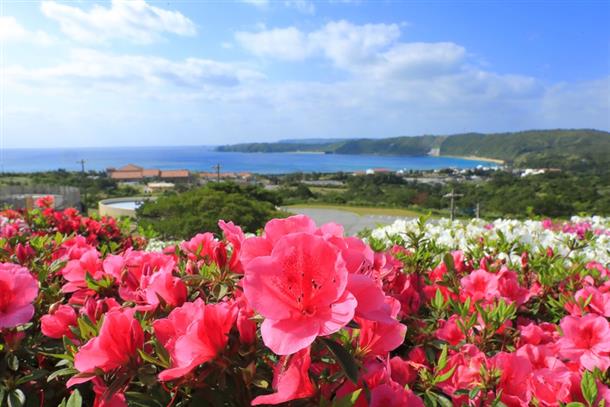 ※ 東村つつじ祭りイメージ