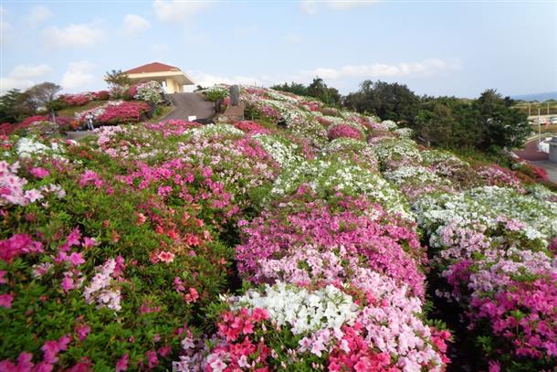※ 東村つつじ祭りイメージ