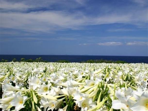 伊江島ゆりまつり