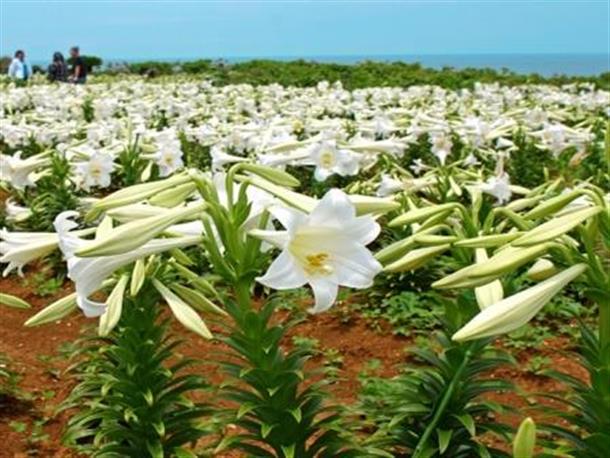 伊江島ゆりまつり