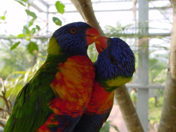 愛嬌たっぷりゴシキセイガイインコ