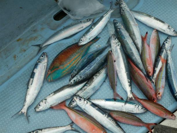 もちろん釣った魚は全て持ち帰りOK♪