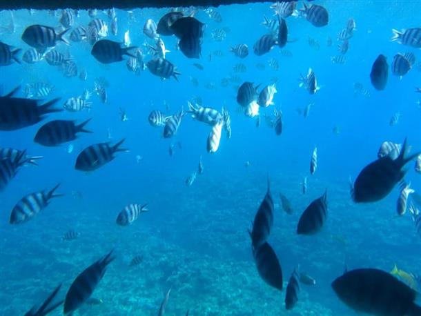 展望室から見る魚たち