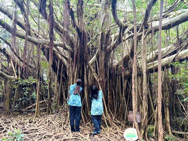 幸せの木巨大ガジュマルを見つけに行こう♪