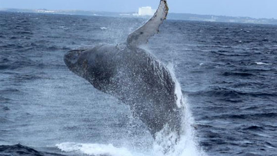 ホエールウォッチング