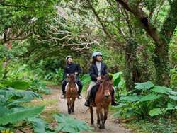乗馬