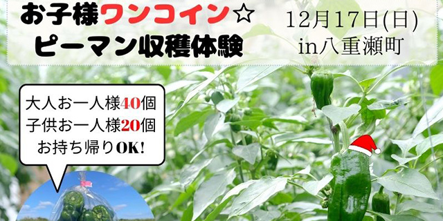 お子様はワンコインの500円！ピーマン収穫体験が12/17(日)開催決定