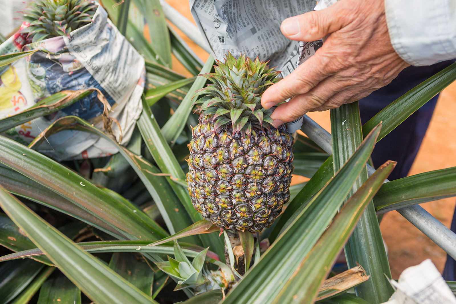 生産量日本一のフルーツ沖縄のパイナップル