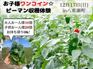 【ちゅらマルシェ】12/17(日)開催！お子様500円のワンコイン「ピーマン収穫体験（お土産・試食付き）」※ちゅらマルシェサイトに遷移します。
