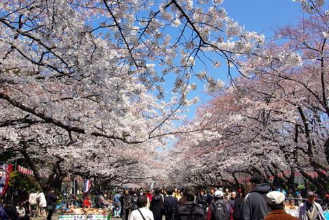 上野恩賜公園：桜の見頃/3月下旬～4月上旬