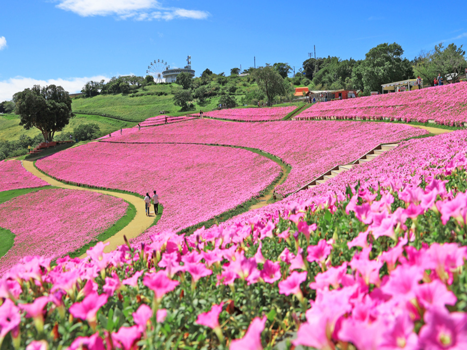 【マザー牧場】花の谷
