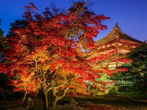 鹿王院（ろくおういん）