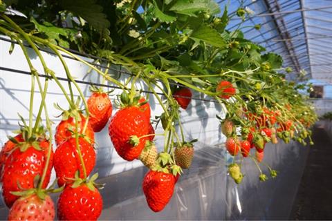 いちご狩り（ドラゴンファーム）