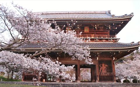 根来寺　桜