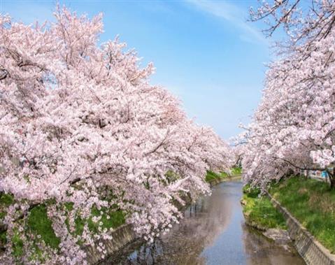 【日本さくら名所100選】岩倉五条川の桜並木