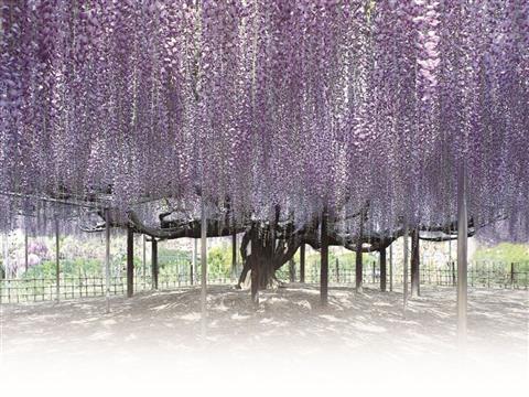 あしかがフラワーパーク