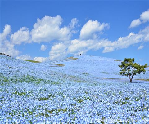 国営ひたち海浜公園