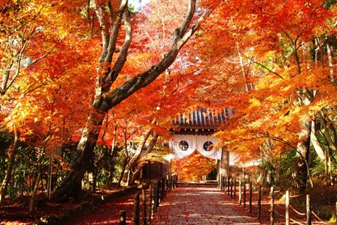 光明寺（提供：長岡京市観光商工課）
