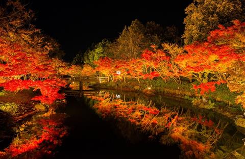 【なばなの里】紅葉ライトアップ