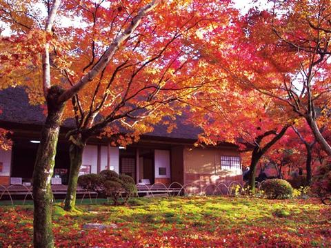 苔の緑に燃えるような紅の紅葉が映える